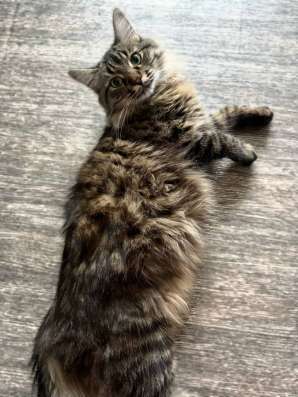 Котик в добрые руки в Самаре