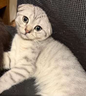 Ищем добрых родителей нашим котятам
