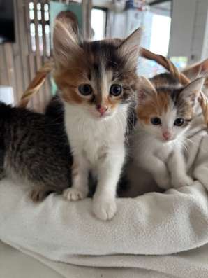 Котята бесплатно