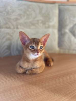 Абиссинские котята в Можайске фото 8