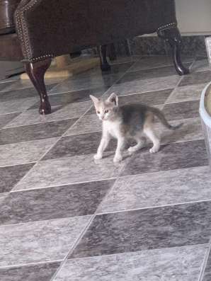 Ищем дом котятам
