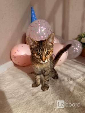 Котёнок в добрые руки в Ставрополе фото 3