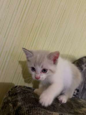 Котята в Челябинске фото 4