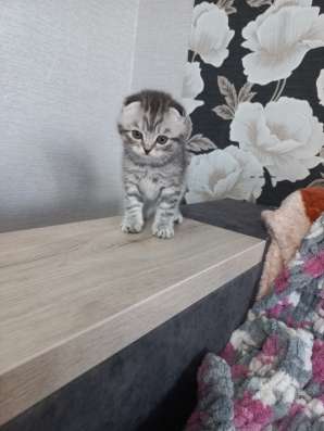 Шотландский вислоухий котёнок, девочка фото 3