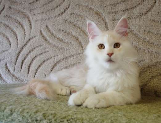 Котики мей-кун из питомника в Владимире фото 20