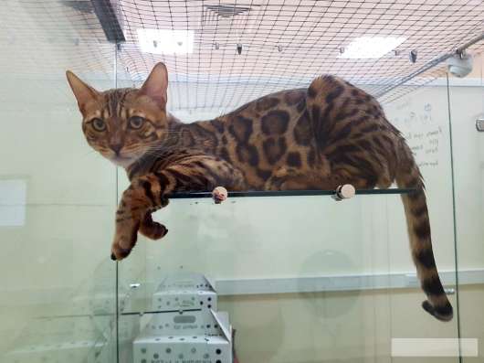 Гостиница для кошек BookingCat в Санкт-Петербурге