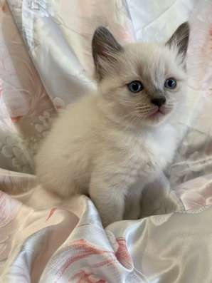Котёнок 1,5 месяца мальчик