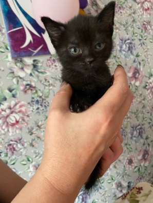 Отдам котёнка в добрые руки