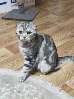 Шотландские котята фото 36