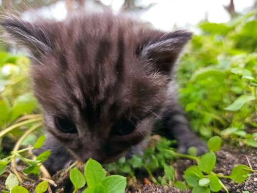 Котята ищут дом и любящих хозяев фото 3