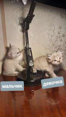 Котята Колор-Пойнт в Москве