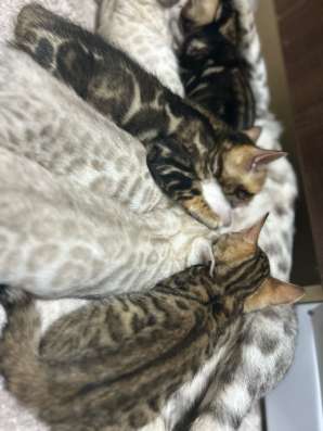 Бенгальские котята