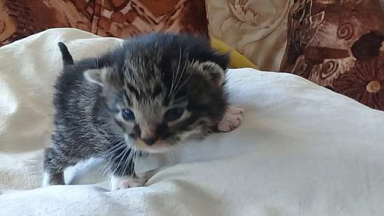 Отдам котят в добрые руки в Котласе фото 3