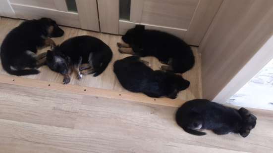 Продають щенки немецкой овчарки