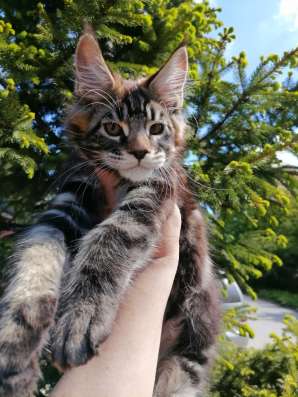 Котята мейн-кун продажа в Туле фото 15