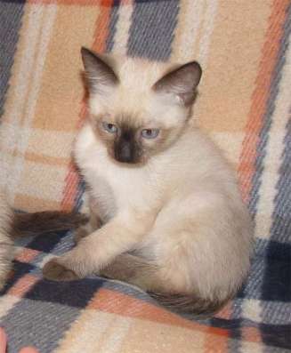 Сиамские котята в Чусовой фото 6