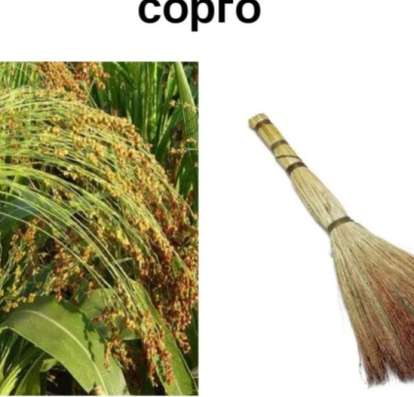Сорго веничное