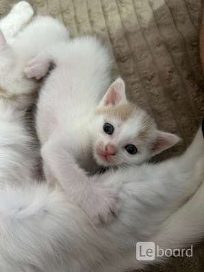 Котёнок мальчик