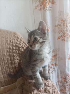 Котенок девочка ищет новый дом в Москве фото 12
