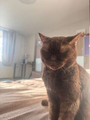 Отдам бесплатно кошку