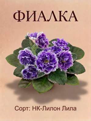Фиалка НК-ЛилонЛила Детка
