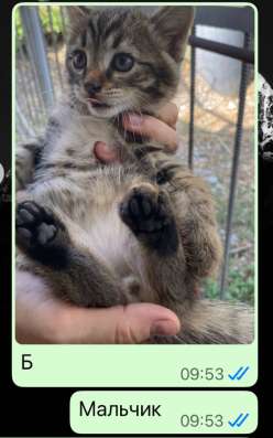 Котята в добрые руки в Грозном фото 7