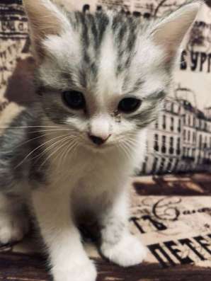 Котята в Челябинске фото 8