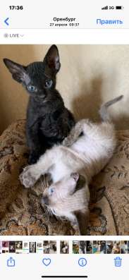 Котёнок девон шоколад-пойнт рекс в Оренбурге фото 3