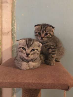 Шотландские котята в Волгограде фото 5