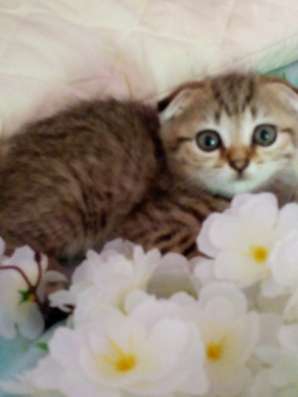 Шотландский котик