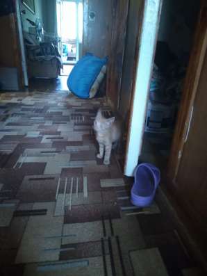 Котёнок в добрые руки в Нижнем Новгороде фото 4