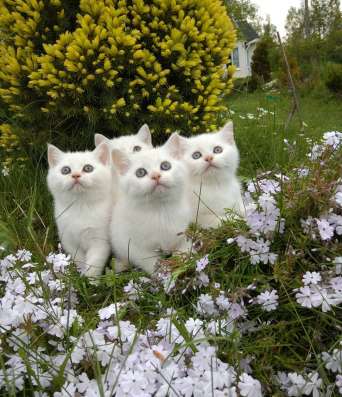Британские котята