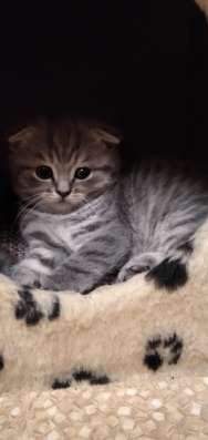 Котята шотландские