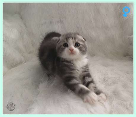 Котик скотиш фолд голубой фото 3