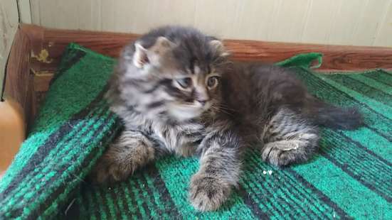 Продам за нискую цену