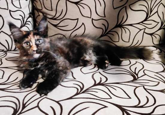 Котенок породы мейн-кун