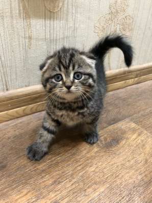 Британские котята в Чебоксарах фото 4