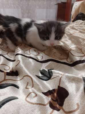 Отдам в добрые руки котят