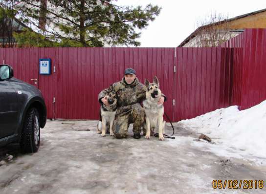 Щенки восточноевропейской овчарки в Брянске фото 3