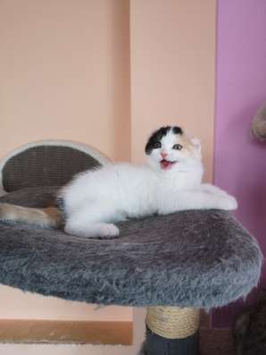 Кошка Пирсея от питомника