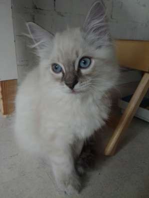 Котята невские маскарадные в Дмитрове