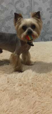 Стрижка собак мелких пород