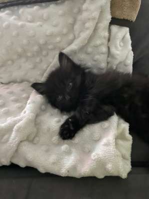 Котенок в Иркутске фото 3