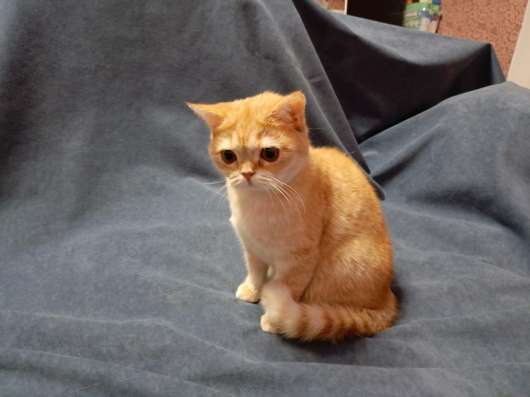 Котёнок британский и шотландский в Москве фото 3