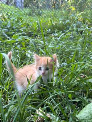 Котята в Кашире фото 4
