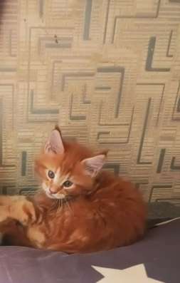 Котёнок Майн-куна