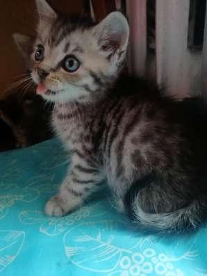 Шотландские котята фото 13
