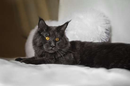 Котенок мейн-кун