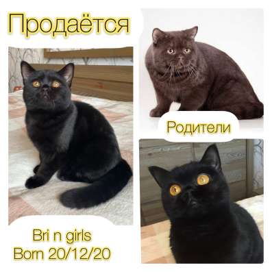 Британские чёрные котята