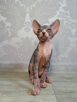 Котята Канадский сфинкс фото 9